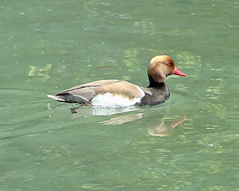 red-crested pochard